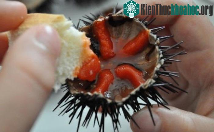 Tại Ý có những bờ biển mà người ta có thể vừa đi dạo vừa bắt nhím biển để ăn sống.