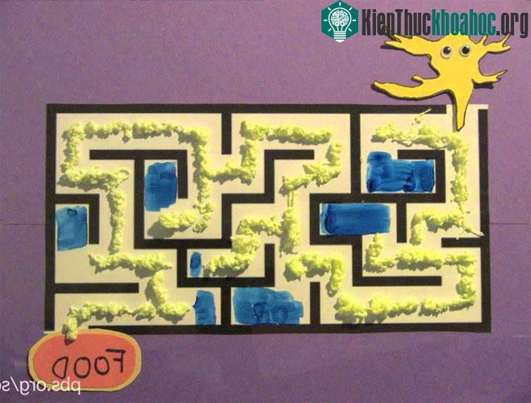 Các tế bào này được huấn luyện trong phòng thí nghiệm.