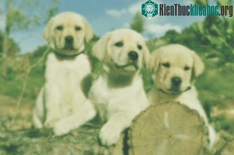 Thế giới trong mắt loài chó chỉ mờ mờ thế này.