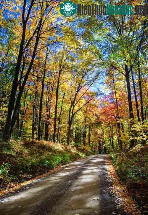 Allegheny là chốn thiên đường cho người mê đi bộ đường dài