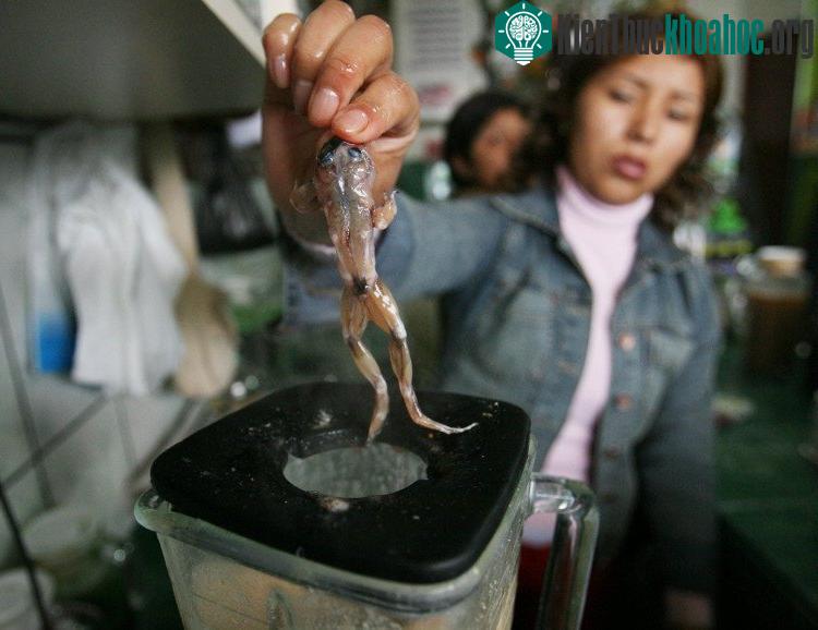 Món sinh tố ếch tươi sống
