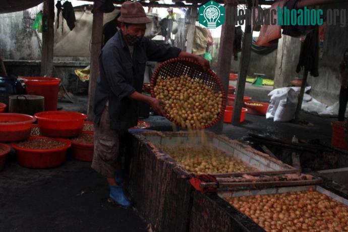 Để sản xuất ra mứt táo, nguyên liệu đầu vào cần được tuyển chọn thật kỹ càng.
