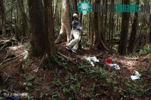 Rừng tự tử Aokigahara