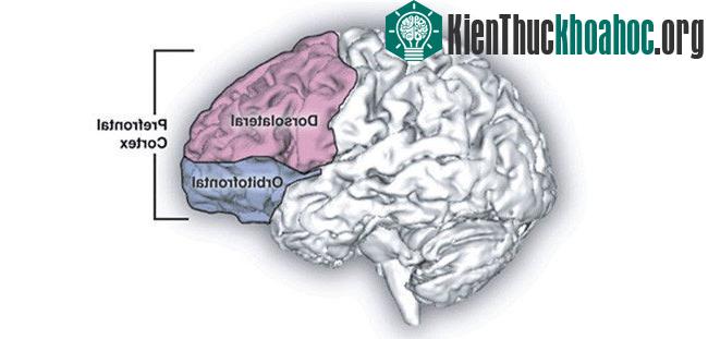 Những khu vực thôi miên tác động đến chịu trách nhiệm về xử lý cảm xúc.