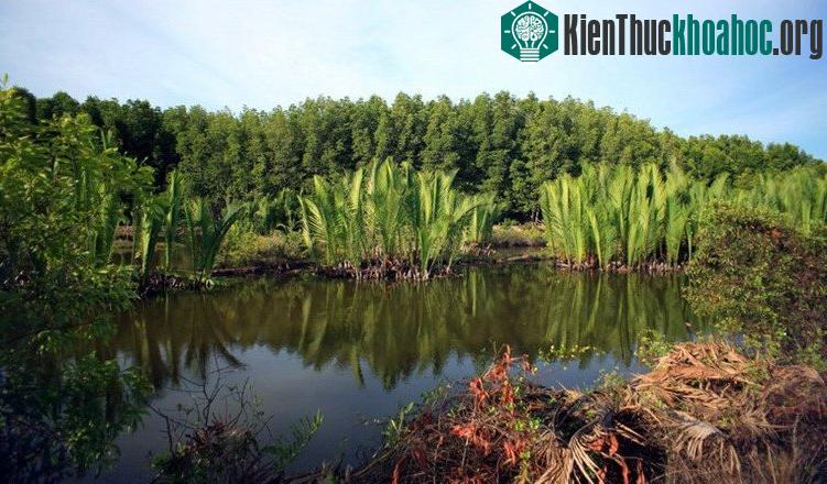 Rừng ngập mặn Cần Giờ có điều kiện môi trường rất đặc biệt
