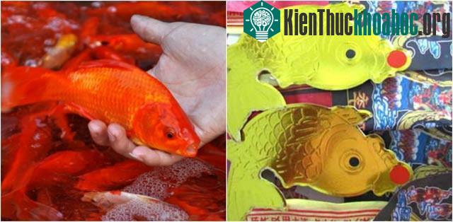 Nếu đã cúng cá chép giấy thì thôi cá chép sống và ngược lại.