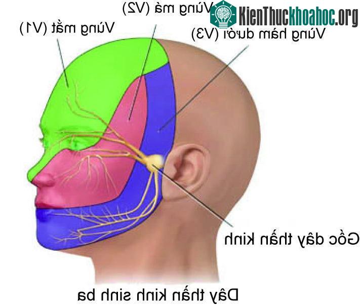 Chúng ta có thể nói rằng tất cả những cơn đau đầu đều do sự thay đổi trong hoạt động của hệ thần kinh sinh ba
