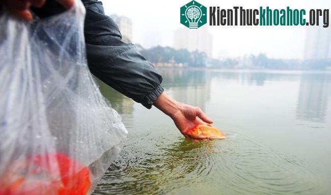 Khi đi phóng sinh cá các bạn cần chọn những ao, hồ nước sạch, không gian rộng và không quá ô nhiễm.