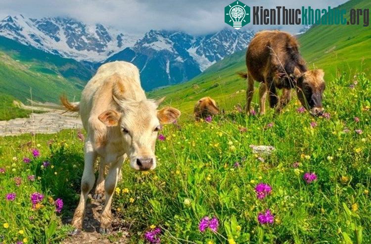 Hình ảnh màu sắc mà con người nhìn thấy