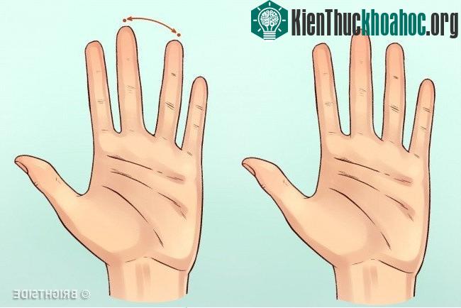 Nếu ngón giữa và ngón áp út cách xa nhau thì bạn là người không dễ dàng bị ảnh hưởng bởi dư luận.