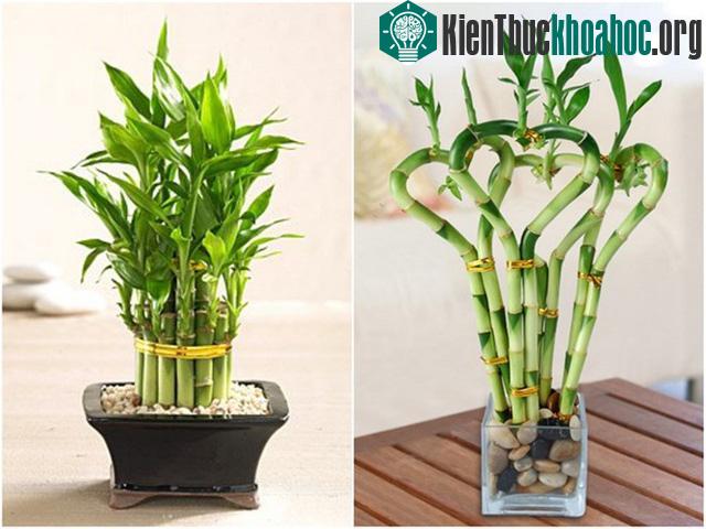 Cây phát tài, phát lộc