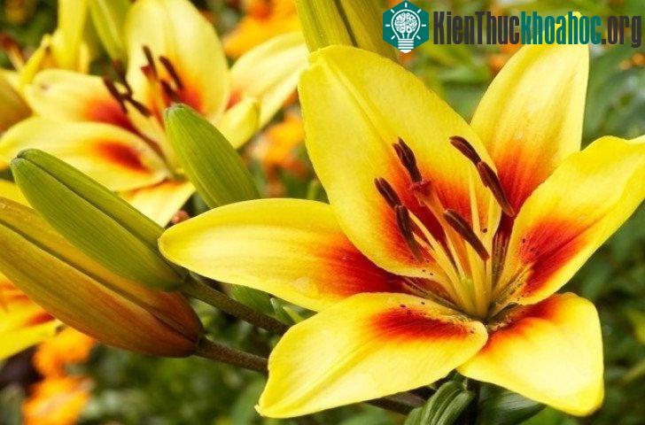 Mắt ong có thể quan sát và thu nhận hình ảnh nhanh gấp 3 lần so với mắt người.