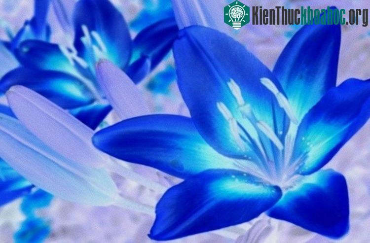 Dù khả năng quan sát tốt nhưng khả năng nhận biết màu sắc của mắt ong khá hạn chế.