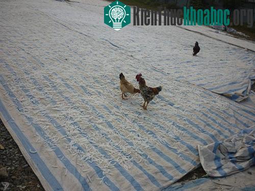 Tuy nhiên, trong những năm gần đây, vấn đề vệ sinh an toàn thực phẩm lại trở thành thách thức