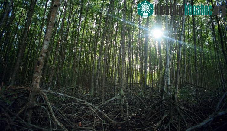 Đây cũng là địa điểm lý tưởng phục vụ cho việc nghiên cứu khoa học, du lịch sinh thái.