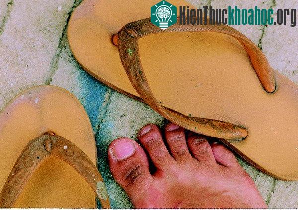 "Tông lào" hiện vẫn được một bộ phận người dân tin dùng.