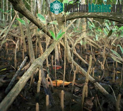 Khu rừng này cũng có vai trò của "lá phổi", đồng thời là "quả thận" có chức năng làm sạch không khí và nước thải từ các thành phố công nghiệp