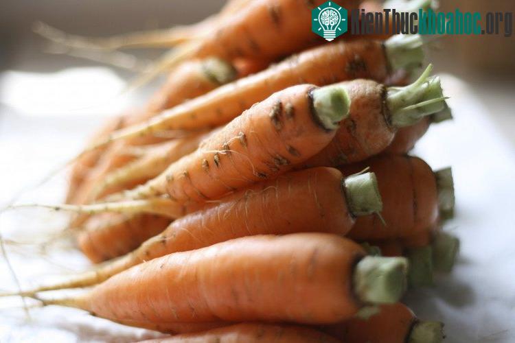 Ăn nhiều cà rốt không khiến mắt chúng ta "tinh như mắt mèo" đâu.