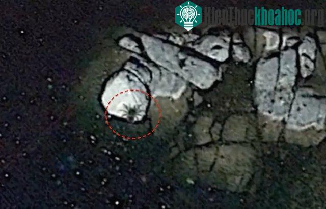 Con nhện khổng lồ do Google Earth phát hiện.