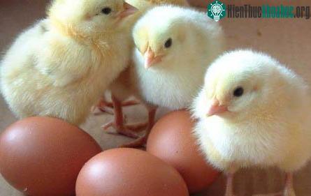 Câu hỏi hóc búa cuối cùng đã có lời giải. (Ảnh: Vegansoapbox.com.)