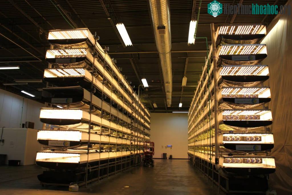 Trang trại của AeroFarms nằm trong một nhà kho rộng hơn 6.400 m2 ở Newark, New Jersey.