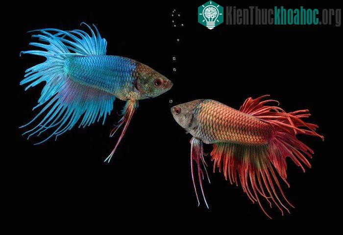 Thay vì có cổ, cá sở hữu hàng loạt xương kết nối hộp sọ với đai vai, vốn gắn liền với các vây.