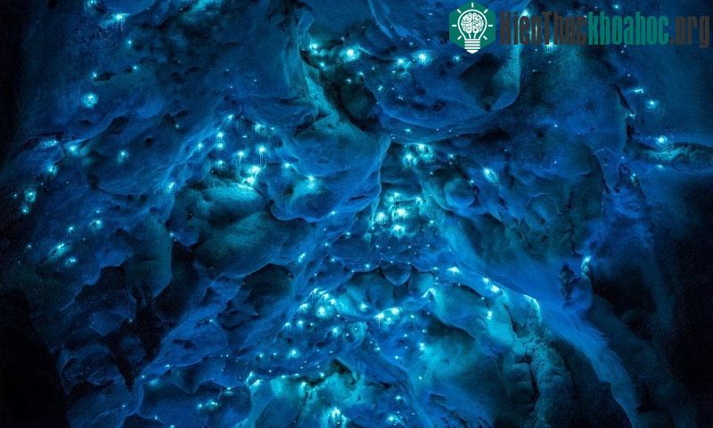 Loài đom đóm này là ấu trùng của loài fungus gnat, một loài ruồi có hình dạng giống muỗi.