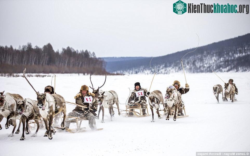 Người dân Yakutia ở Sakha đang sống trong cảnh nghèo khó vì đàn tuần lộc của họ thường xuyên bị lũ chó sói tấn công. C