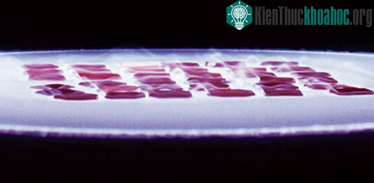 Những mẻ kim cương được tạo thành bằng kỹ thuật CVD.