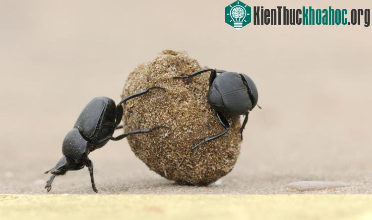 Bọ hung là loài ăn phân nổi tiếng với khả năng nặn phân thành những viên tròn để di chuyển và tài định hướng nhờ các tín hiệu trên bầu trời. (Ảnh: Rolf Nussbaumer Photography).