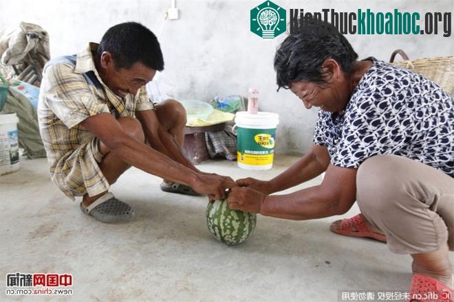 Vợ chồng ông dùng sức tách quả dưa ra nhưng không được.