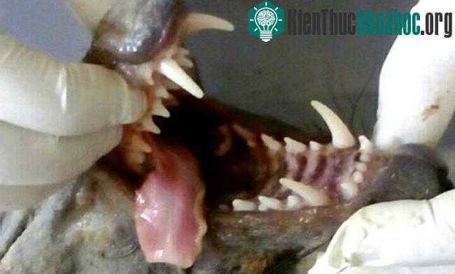 Con vật có hàm răng vô cùng sắc nhọn. (Ảnh: CEN).