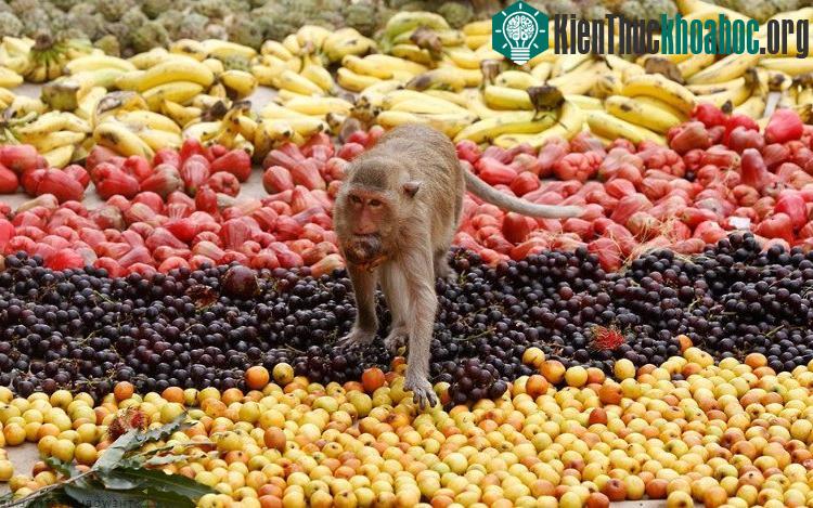 Khỉ không đuôi và vượn không phải ngu ngốc, chúng biết cách thưởng thức món ăn mà mình tiếp xúc.