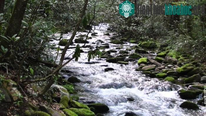 Cố tìm một con suối hay con sông. (Ảnh: Patti Perkinson).