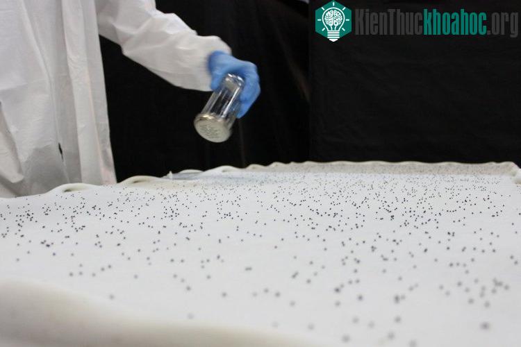 Để tránh cho cây trồng khỏi nhiễm khuẩn, tất cả nông dân ở AeroFarms đều đeo găng tay cao su, bịt đầu và đồ bảo hộ toàn thân.