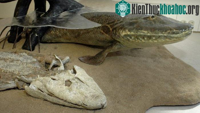Các hóa thạch tiết lộ, sinh vật đầu tiên trên Trái đất có cổ là Tiktaalik roseae, một loài nửa giống cá, nửa giống động vật 4 chân. (Ảnh: cbc.ca).