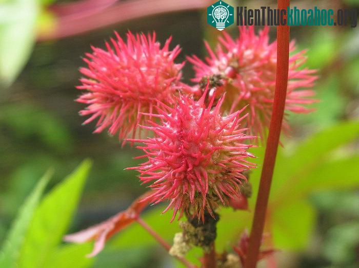 Ricin được trích xuất từ hạt của cây thầu dầu (Ricinus communis). (Nguồn ảnh: Flickr).
