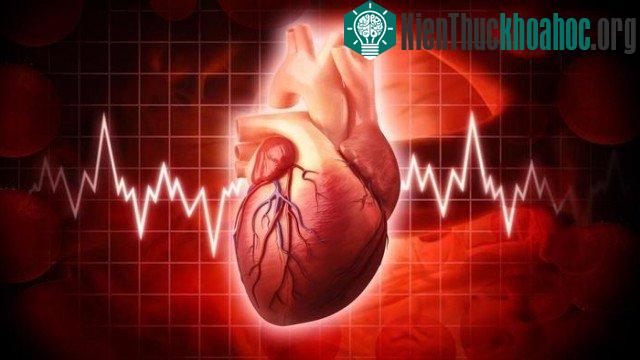 11. Trái tim phụ nữ đập nhanh hơn trái tim đàn ông