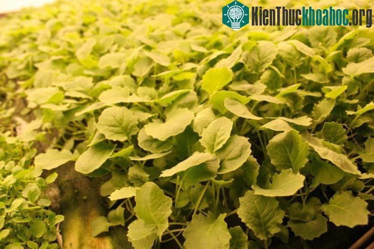 Trang trại thẳng đứng trong nhà kho hứa hẹn cung cấp lượng rau xanh tươi ngon khổng lồ cho cư dân địa phương và có thể dễ dàng vận chuyển đến những th...