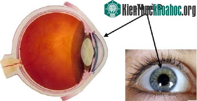 13. Bộ phận duy nhất trên cơ thể người không có máu chính là giác mạc bởi nó lấy oxy trực tiếp từ không khí.