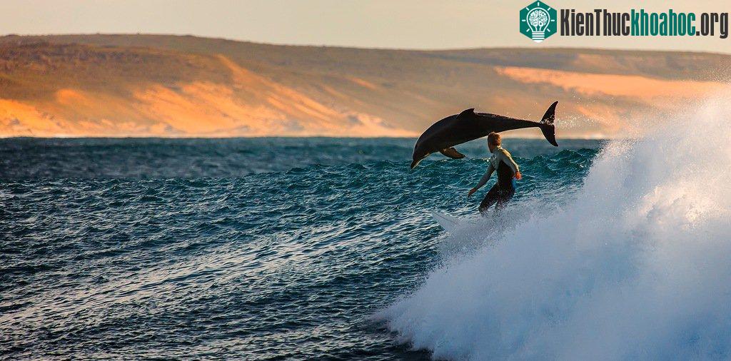 Lướt sóng với cá heo ở Kalbarri, Australia.