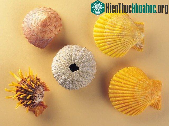14.Tiếng sóng biển du dương của con ốc khi áp sát vào tai không phải được mang về từ đại dương mà chính là dòng chuyển động của tĩnh mạch trong tai bạ...