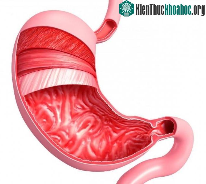 Khi bạn đỏ mặt, dạ dày của bạn cũng chuyển sang màu đỏ