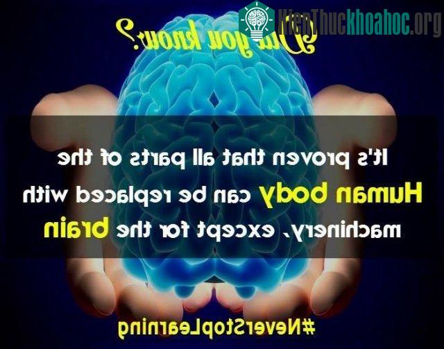 16. Tất cả các bộ phận trong cơ thể con người đều có thể được thay thế bằng máy móc, ngoại trừ bộ não.