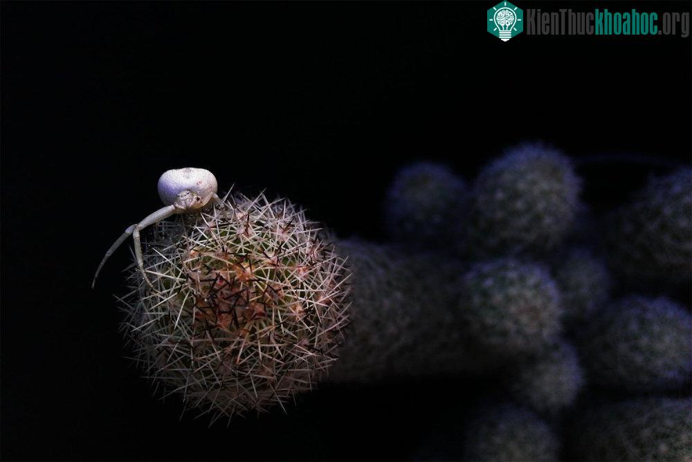 Một con nhện bạch tạng trên cây xương rồng.