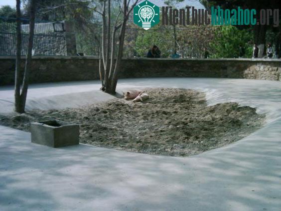 "Gia đình" của Khanzir đã bị gấu nâu tấn công đến chết.