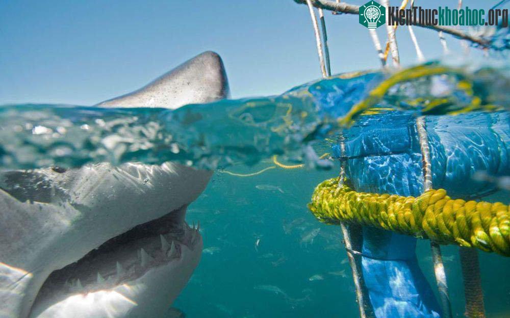 Vùng biển ngoài khơi bãi tắm Gansbaai
