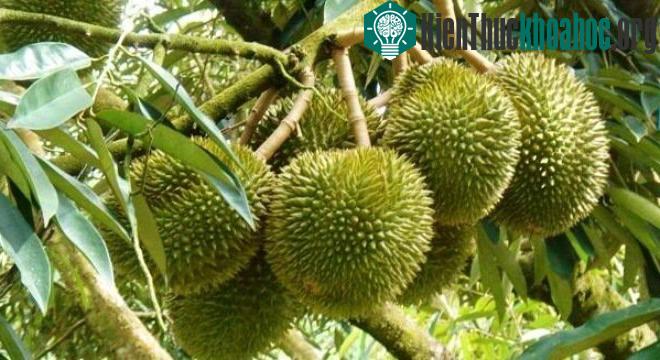 6 điều bất ngờ về trái sầu riêng không phải ai cũng biết
