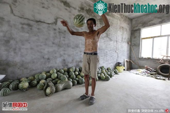 Loại dưa này khi ném xuống đất sẽ nảy lên như bóng cao su, không có vị ngọt.