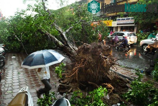 Khi xảy ra giông bão cần tránh xa các cây to